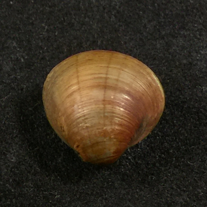 Cyanocyclas limosa (Maton, 1809) - 10,6mm
