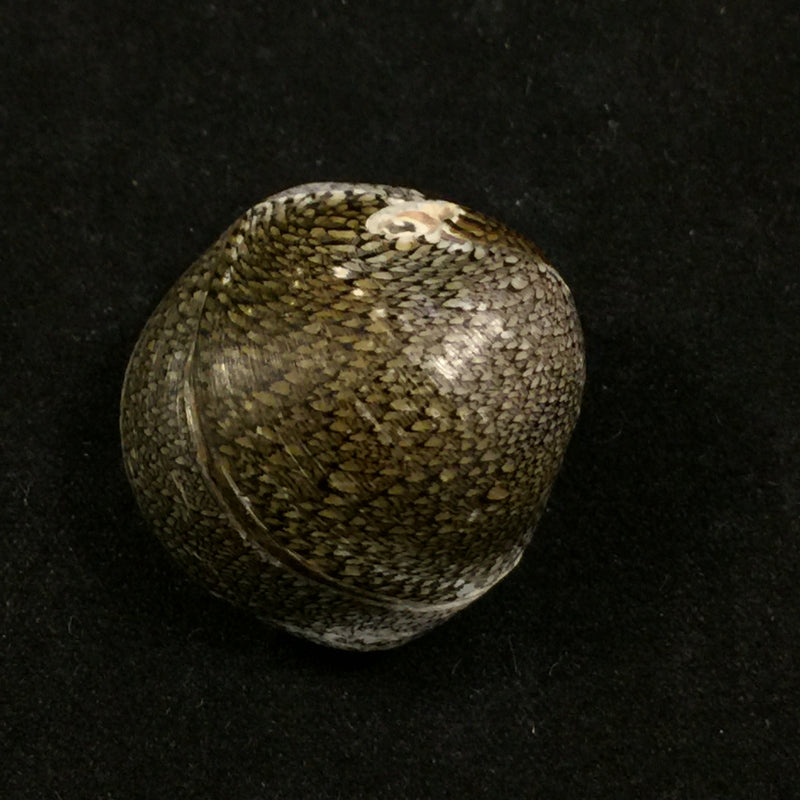 Clypeolum latissimus cassiculum (G. B. Sowerby I, 1836) - 25mm