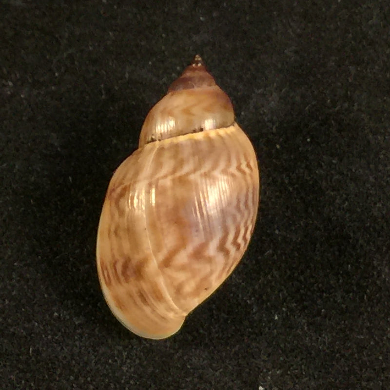 Chilina fulgurata Pilsbry, 1911 - 19,2mm