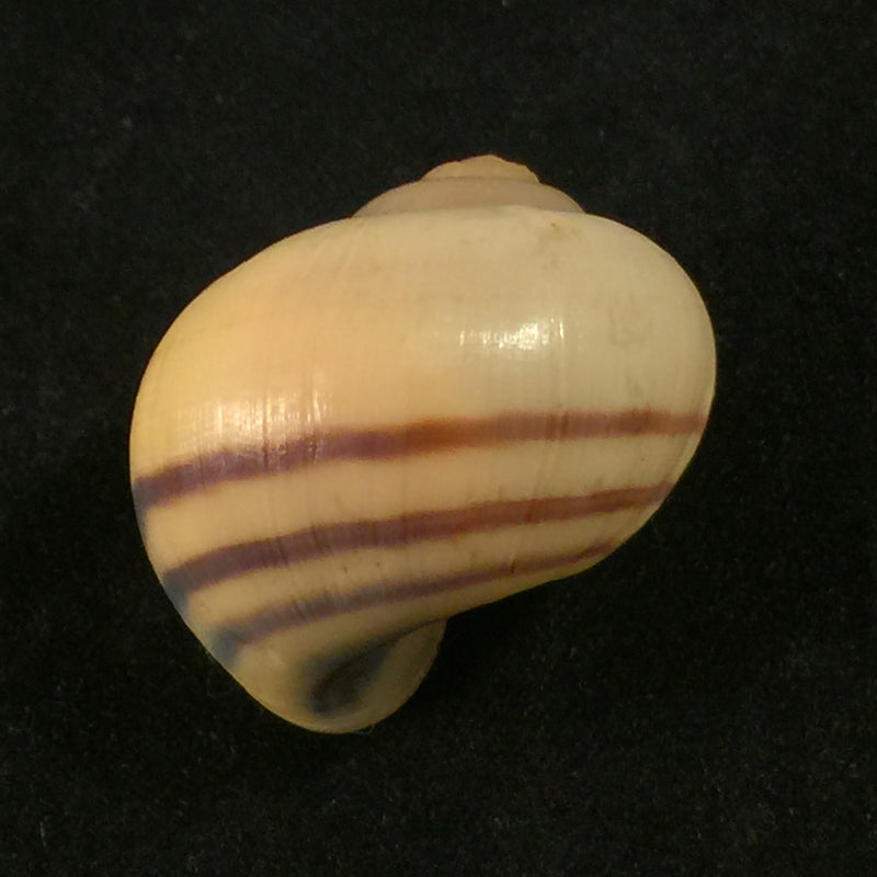 Pomacea minuscula Baker, 1930