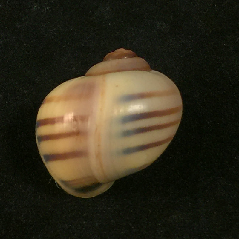 Pomacea minuscula Baker, 1930 - 23,2mm