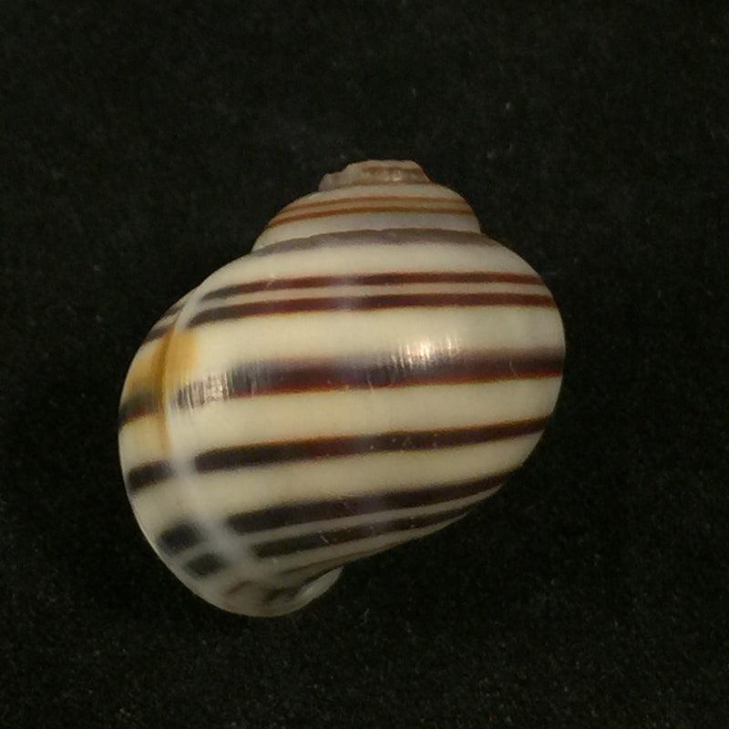 Asolene pulchella (Anton, 1835) - 20,5mm