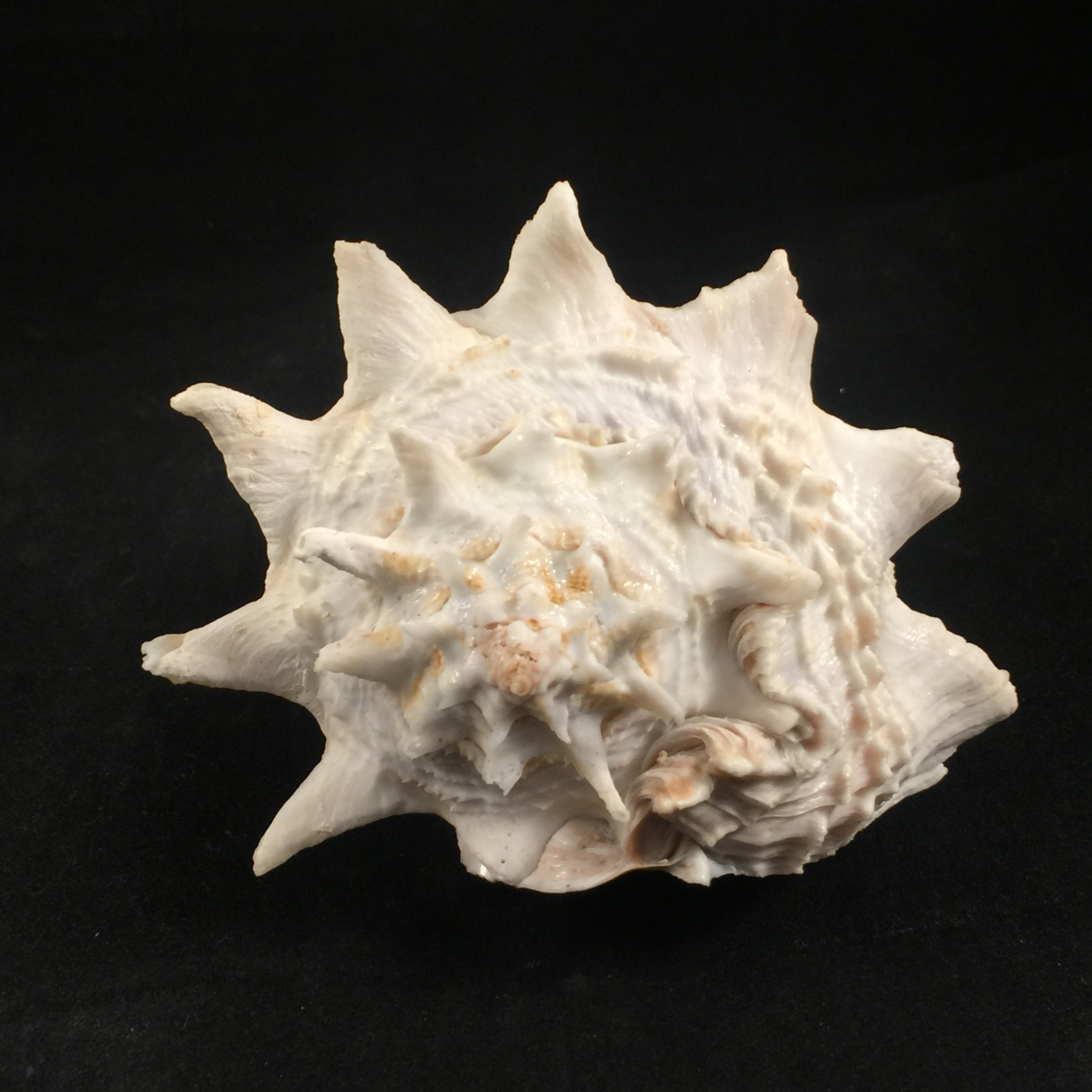 Aristovasum cassiforme (Kiener, 1840) - 107mm