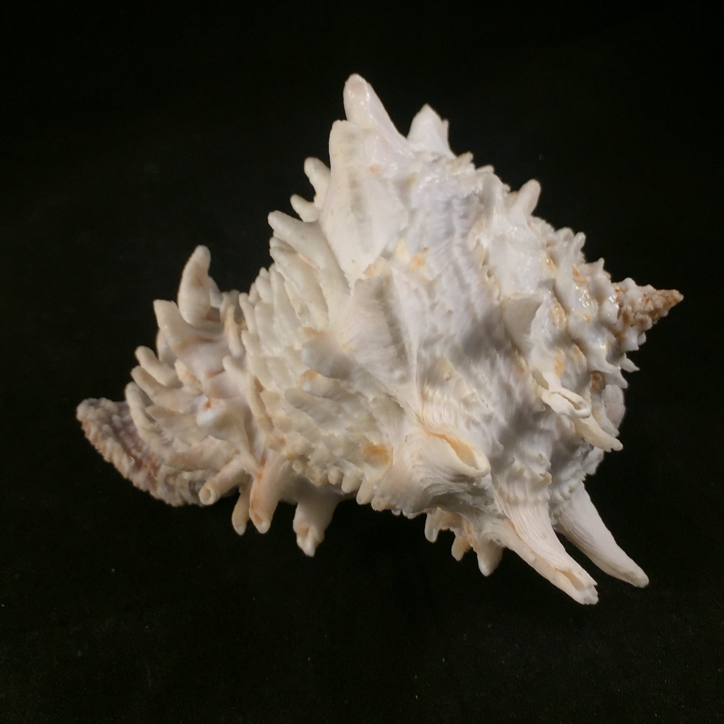 Aristovasum cassiforme (Kiener, 1840) - 107mm