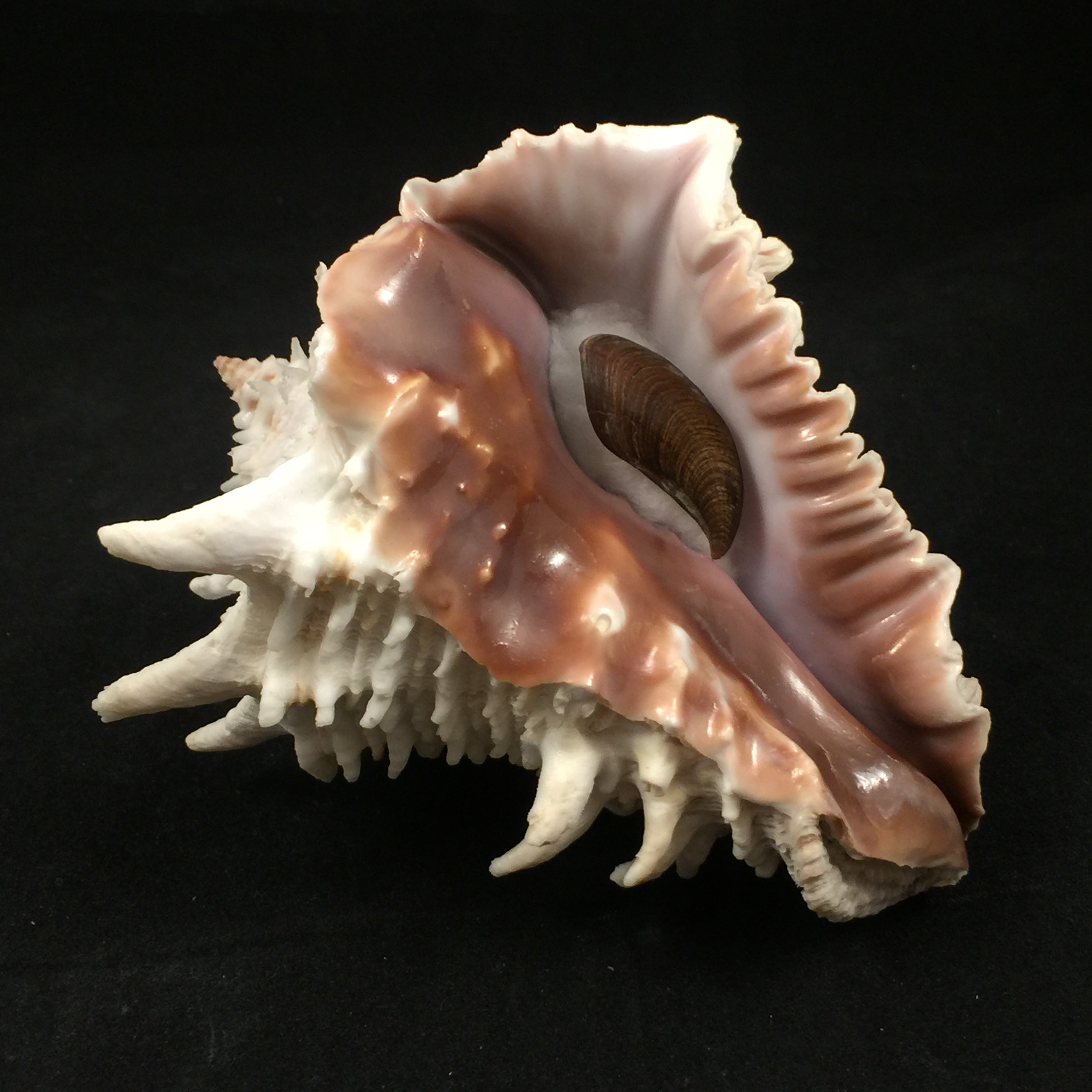 Aristovasum cassiforme (Kiener, 1840) - 107mm