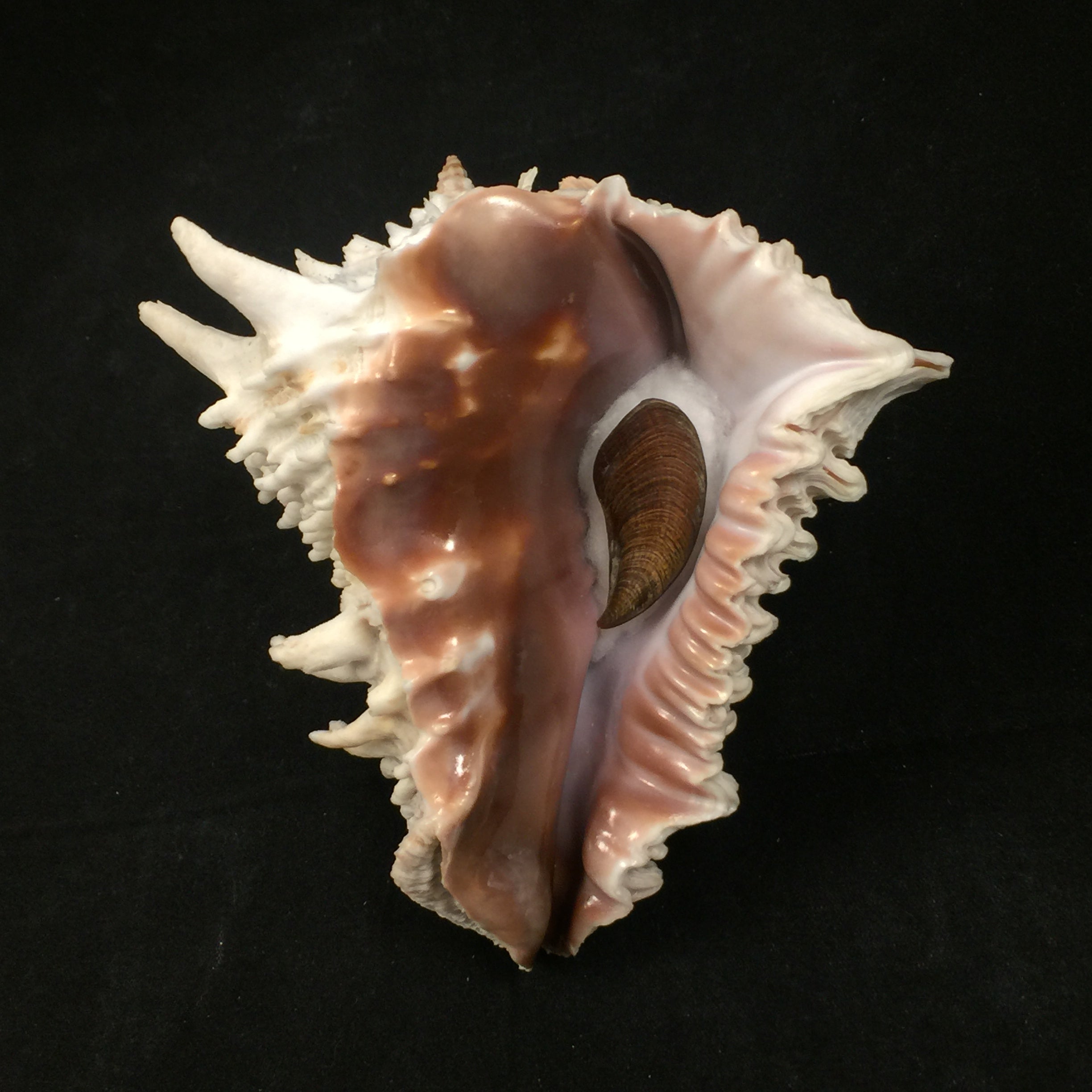 Aristovasum cassiforme (Kiener, 1840) - 107mm