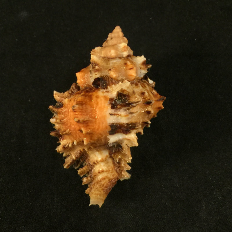Phyllonotus peratus Keen, 1960
