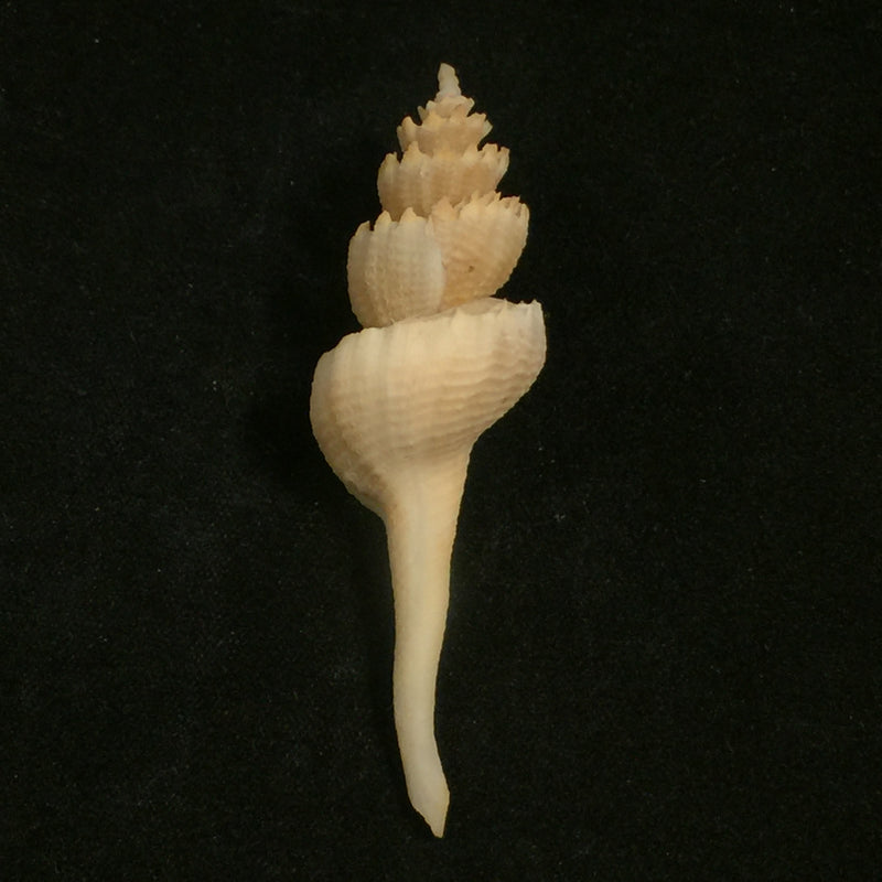 Coronium elegans Simone, 1996 - 61,5mm