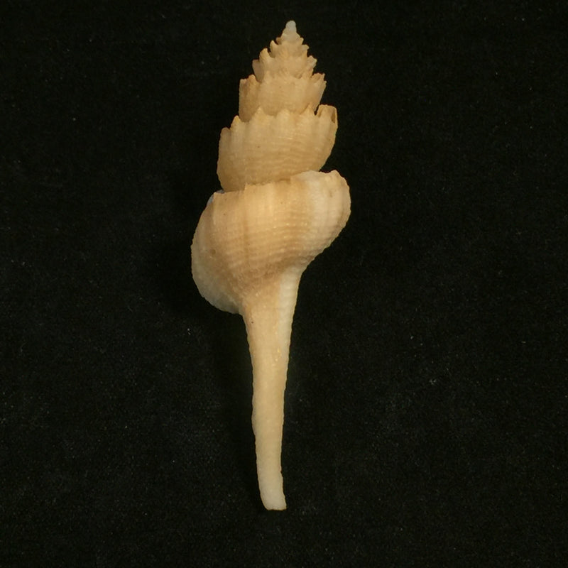 Coronium elegans Simone, 1996 - 60,5mm