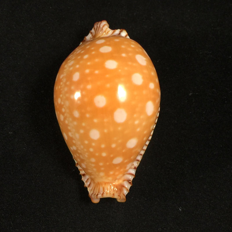 Perisserosa guttata guttata bicalosa Raybaudi, 1985 -53,9mm
