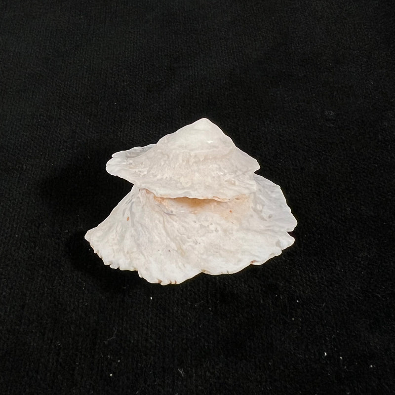 Astralium pileolum (Reeve, 1842) - 41mm
