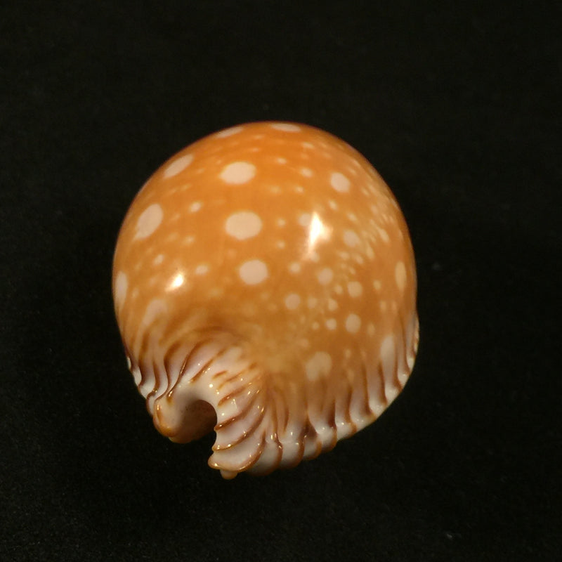 Perisserosa guttata guttata bicalosa Raybaudi, 1985 -53,9mm