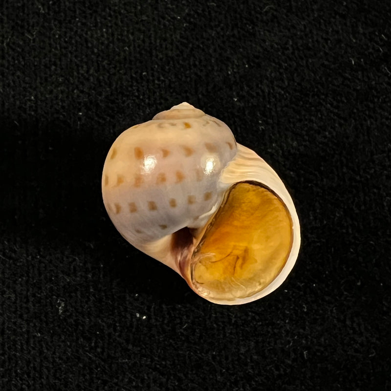 Euspira grossularia (Marche-Marchad, 1957) - 24,9mm