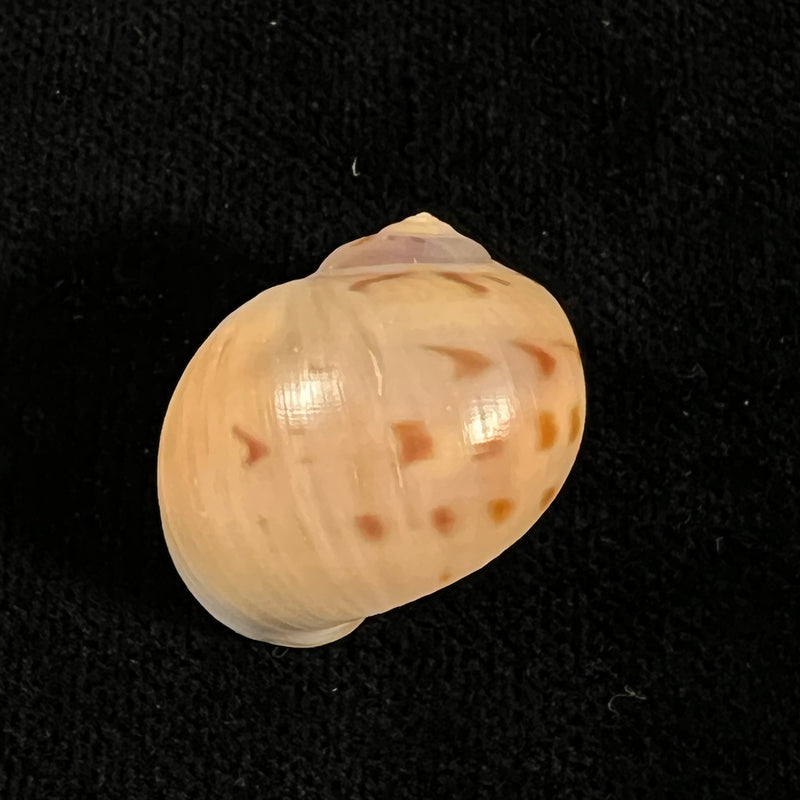 Euspira grossularia (Marche-Marchad, 1957) - 24,3mm