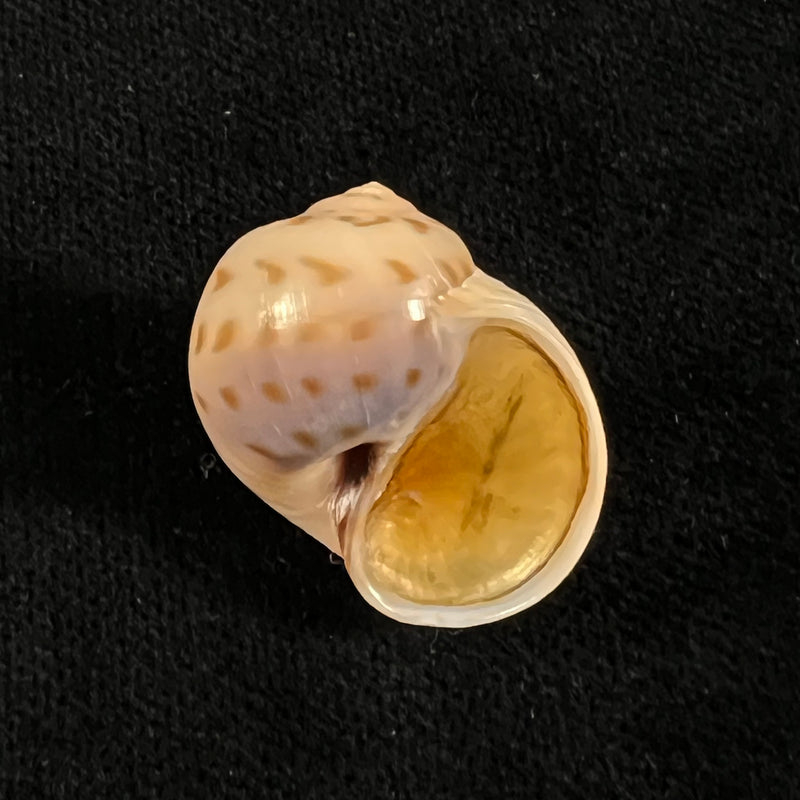 Euspira grossularia (Marche-Marchad, 1957) - 24,3mm
