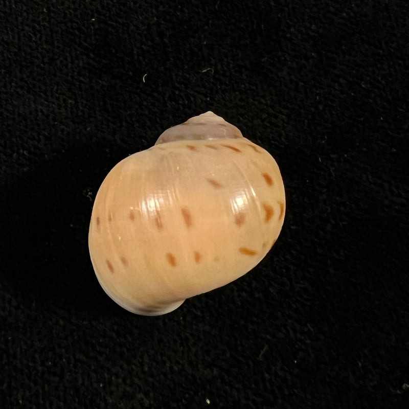 Euspira grossularia (Marche-Marchad, 1957) - 23,4mm