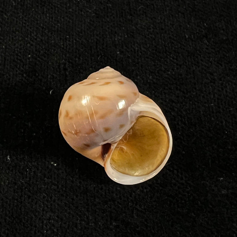 Euspira grossularia (Marche-Marchad, 1957) - 23,4mm