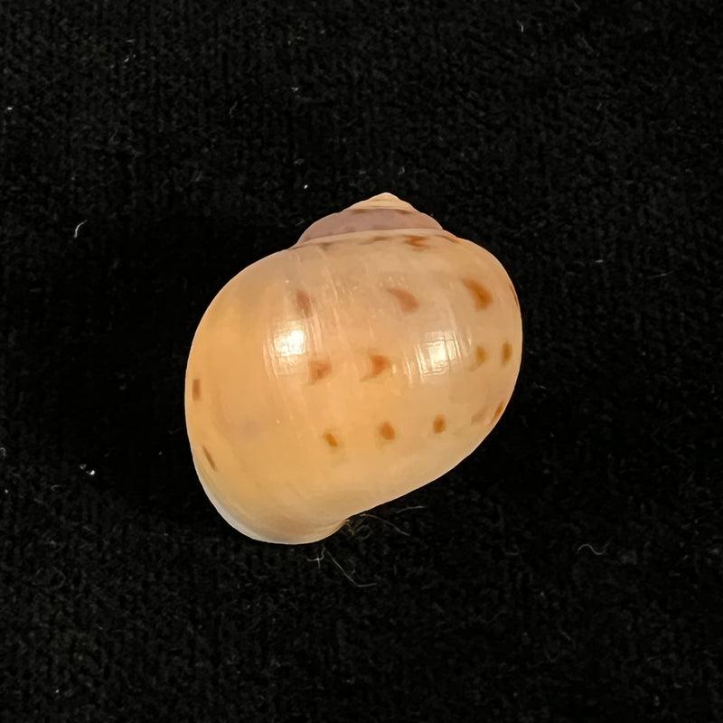Euspira grossularia (Marche-Marchad, 1957) - 23,3mm