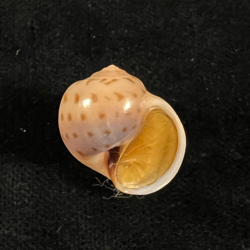 Euspira grossularia (Marche-Marchad, 1957) - 23,3mm