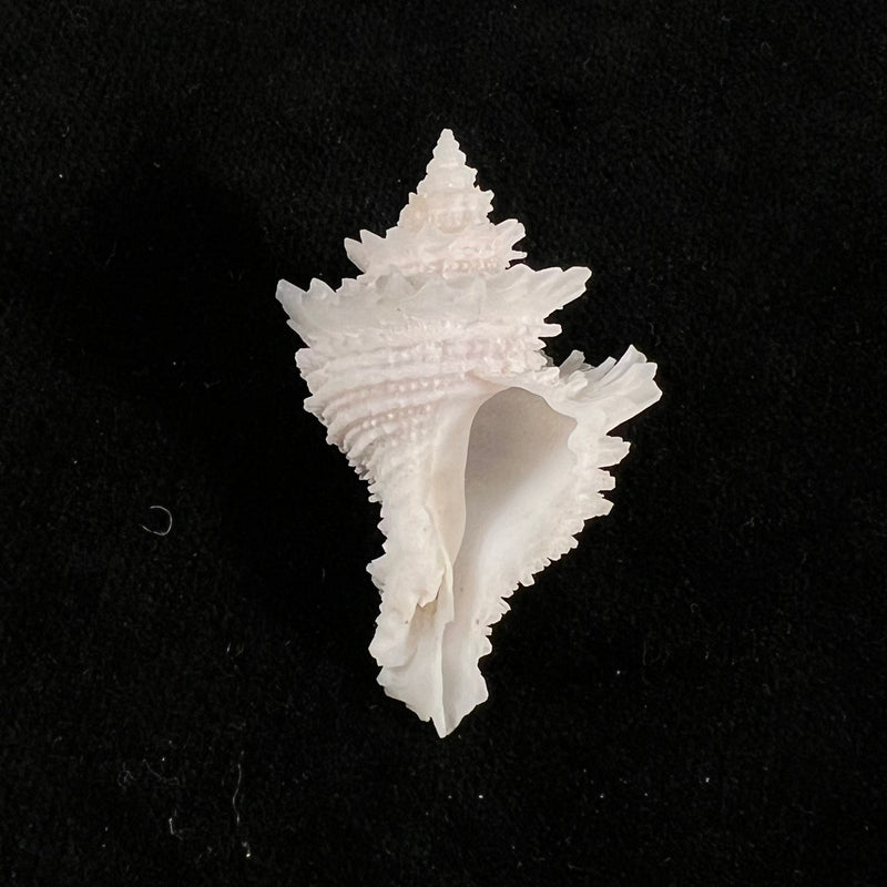 Babelomurex lischkeanus (Dunker, 1882) - 42,1mm