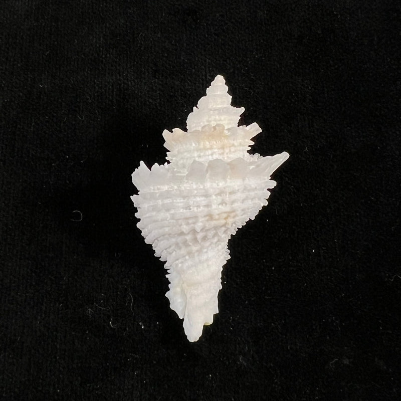 Babelomurex lischkeanus (Dunker, 1882) - 46,4mm