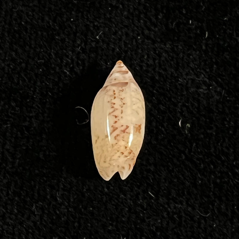 Oliva polita f. marquesana - 14,9mm