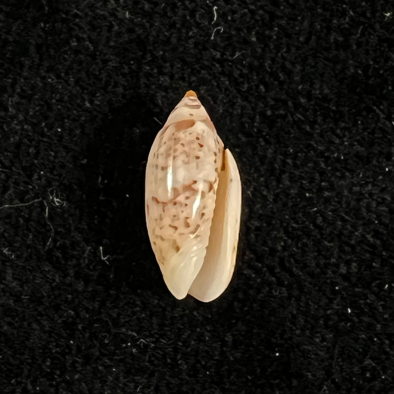 Oliva polita f. marquesana - 14,9mm