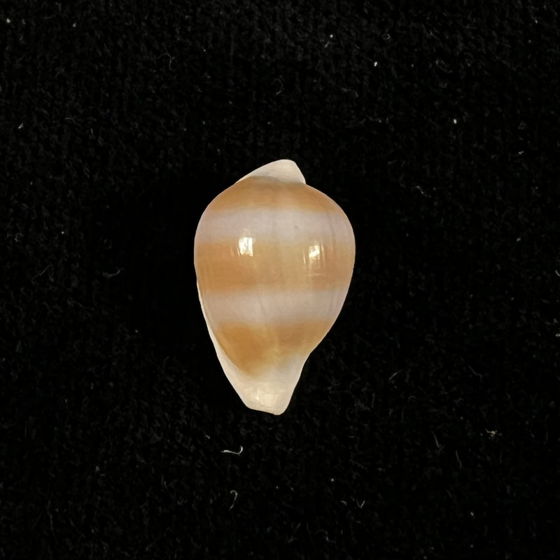 Margovula tinctilis C. N. Cate, 1973 - 15mm