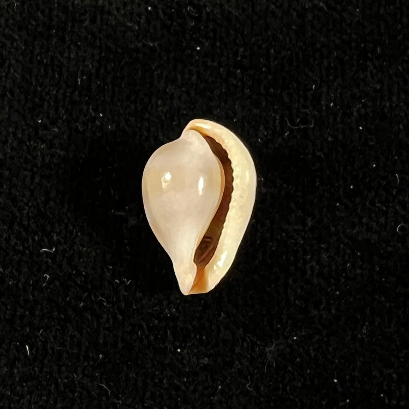 Margovula tinctilis C. N. Cate, 1973 - 15mm