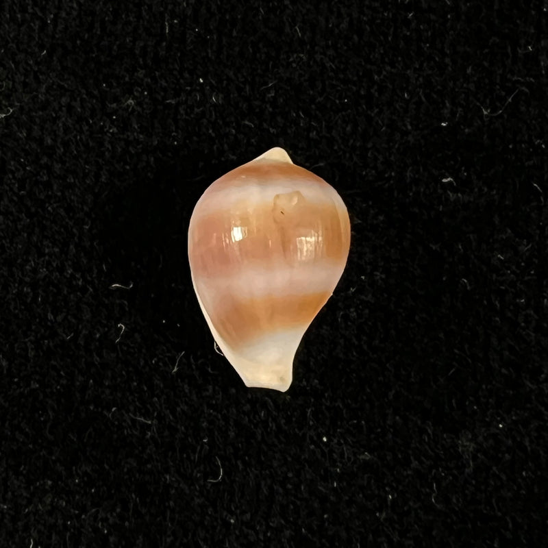 Margovula tinctilis C. N. Cate, 1973 - 13,9mm