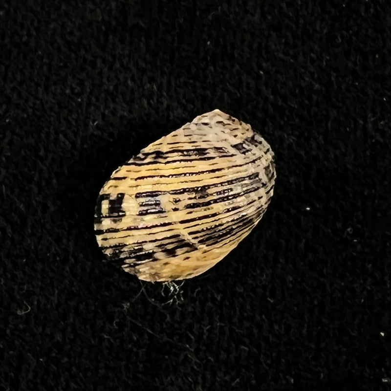 Mienerita debilis (Dufo, 1840) - 15mm