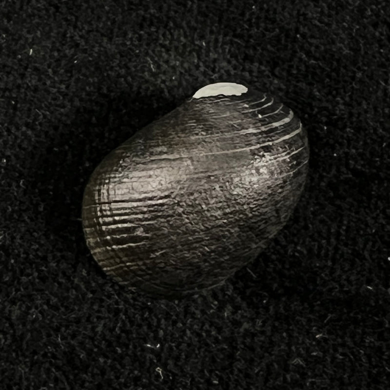 Nerita senegalensis Gmelin, 1791 - 21,3mm
