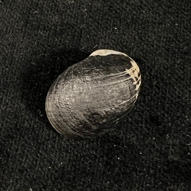Nerita senegalensis Gmelin, 1791 - 22,1mm