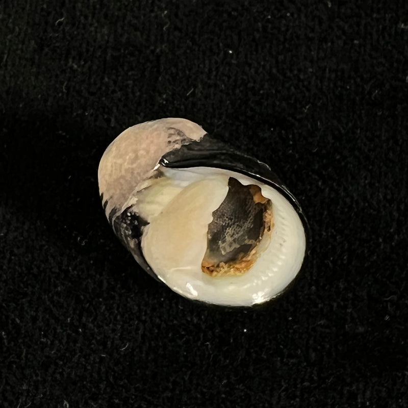 Nerita senegalensis Gmelin, 1791 - 22,1mm