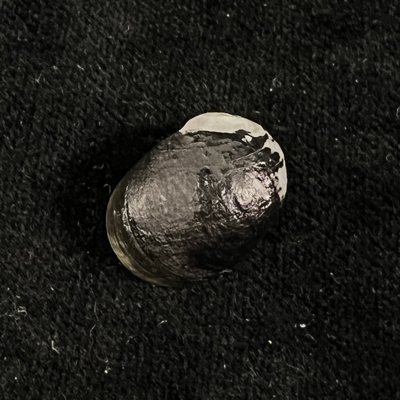 Nerita senegalensis Gmelin, 1791 - 20,1mm