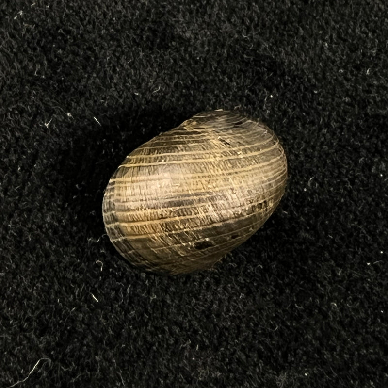 Nerita senegalensis Gmelin, 1791 - 18,6mm
