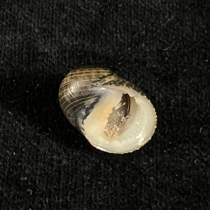 Nerita senegalensis Gmelin, 1791 - 18,6mm
