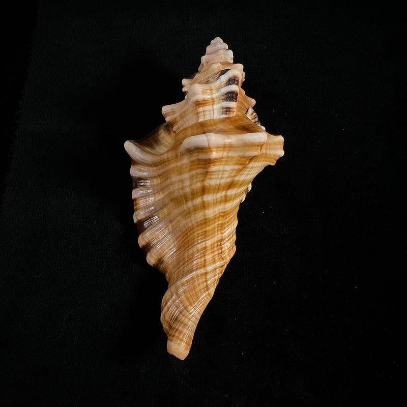 Cymatium ranzanii (Bianconi, 1850) - 136mm
