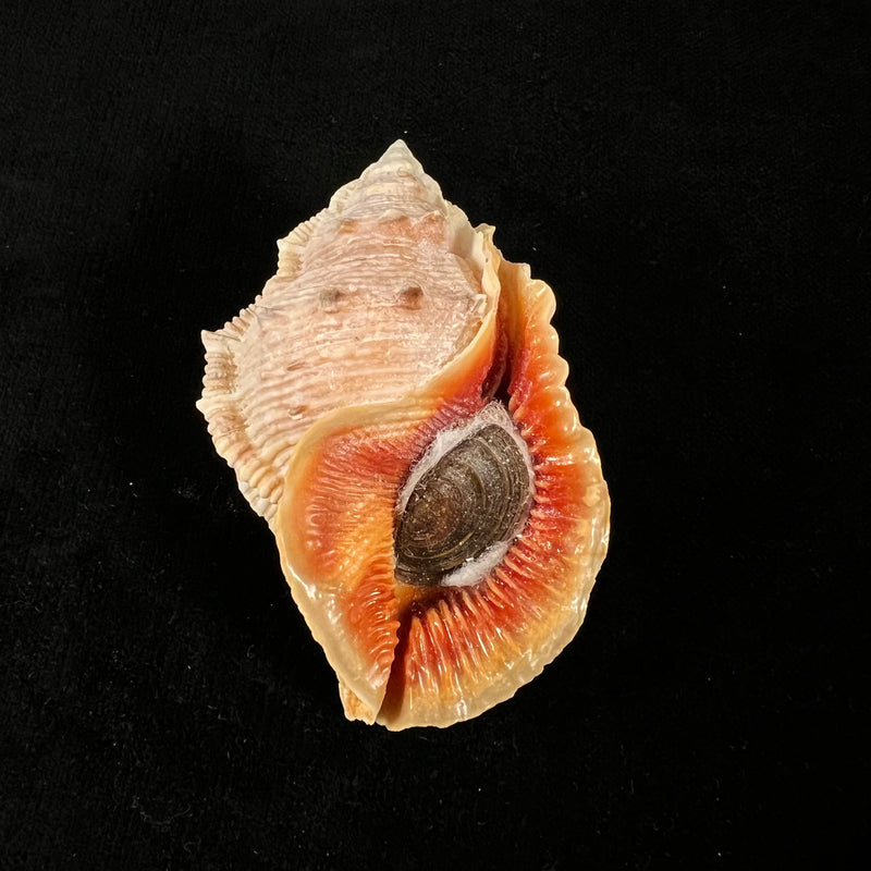 Bufonaria foliata (Broderip, 1825) - 77,5mm