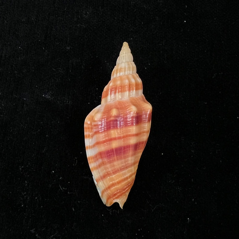 Simililyria kosibayensis (J. H. Veldsman, 2012) - 49,6mm