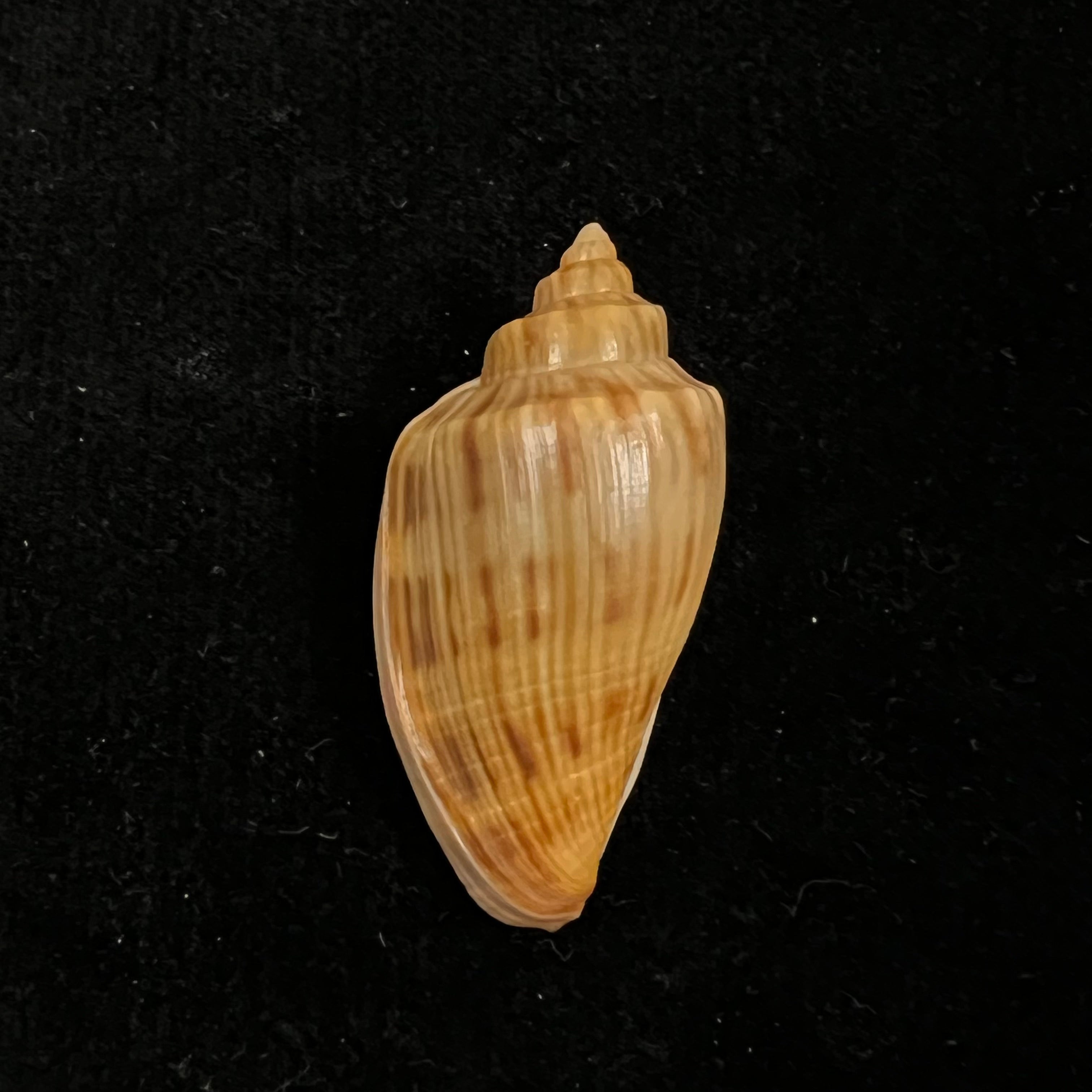 Afriathleta semirrugata trixiae S. Veldsman & J. Velsman, 2022 - 40,8mm