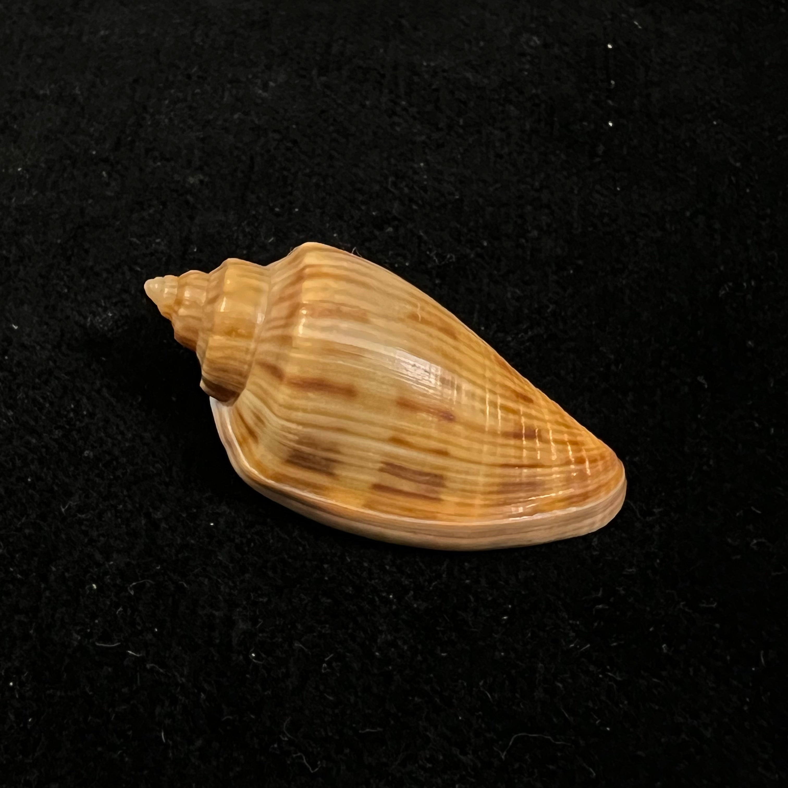 Afriathleta semirrugata trixiae S. Veldsman & J. Velsman, 2022 - 40,8mm