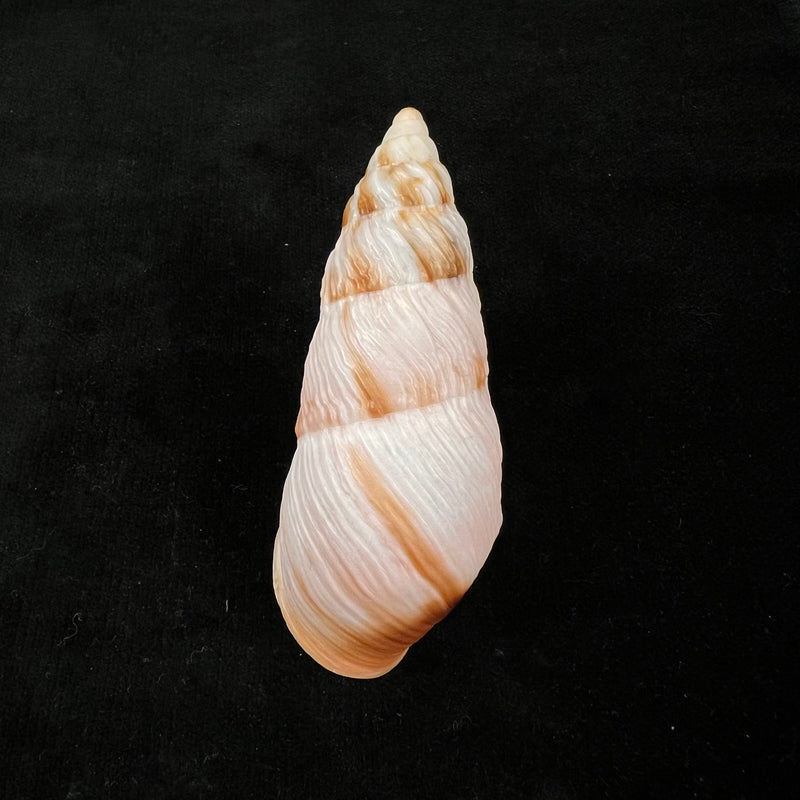 Pseudachatina downesii (G. B. Sowerby I, 1838) - 81,1mm