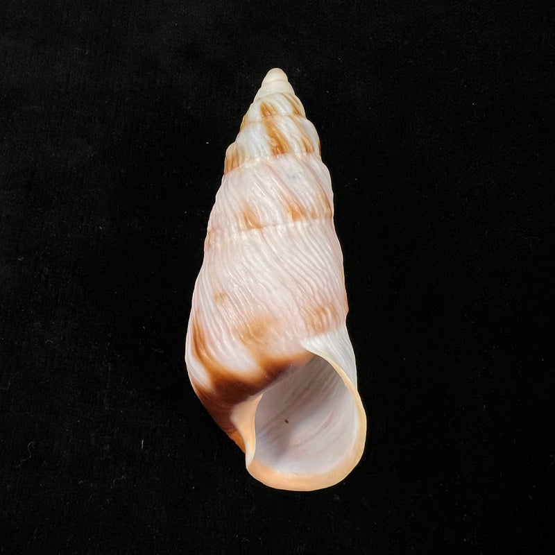 Pseudachatina downesii (G. B. Sowerby I, 1838) - 81,1mm
