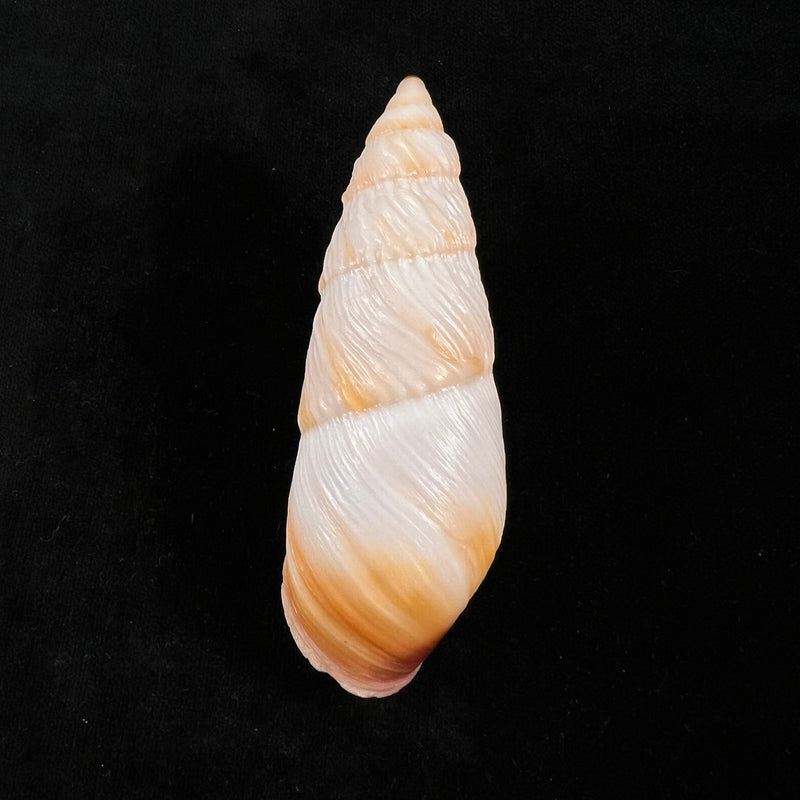 Pseudachatina downesii (G. B. Sowerby I, 1838) - 95,5mm