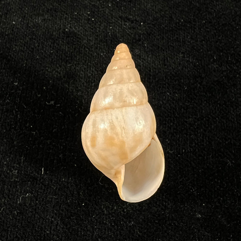 Limicolaria tenebricosa (Reeve, 1848) - 38,6mm