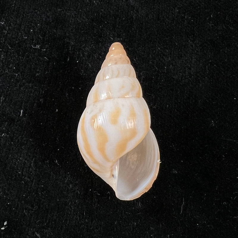Limicolaria tenebricosa (Reeve, 1848) - 35,5mm