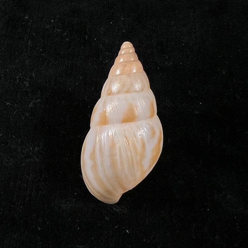 Limicolaria tenebricosa (Reeve, 1848) - 38,2mm