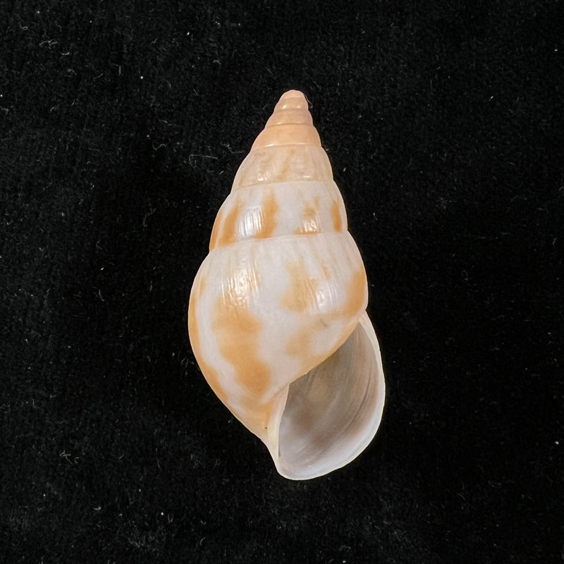 Limicolaria tenebricosa (Reeve, 1848) - 38,2mm