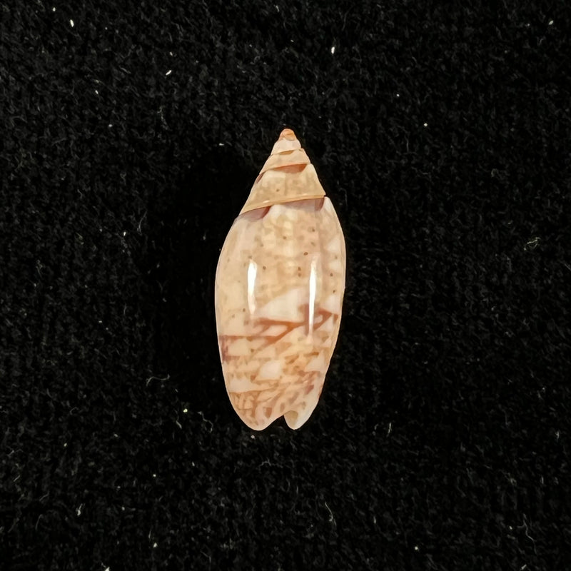 Oliva polita f. marquesana - 16,2mm